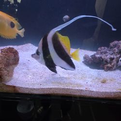 fish tank decoration