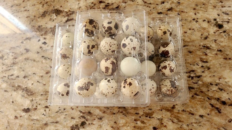 Quail Eggs 🥚