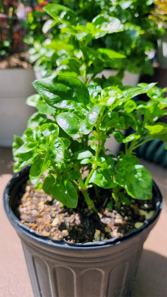 Sissoo Spinach Plant (Edible)