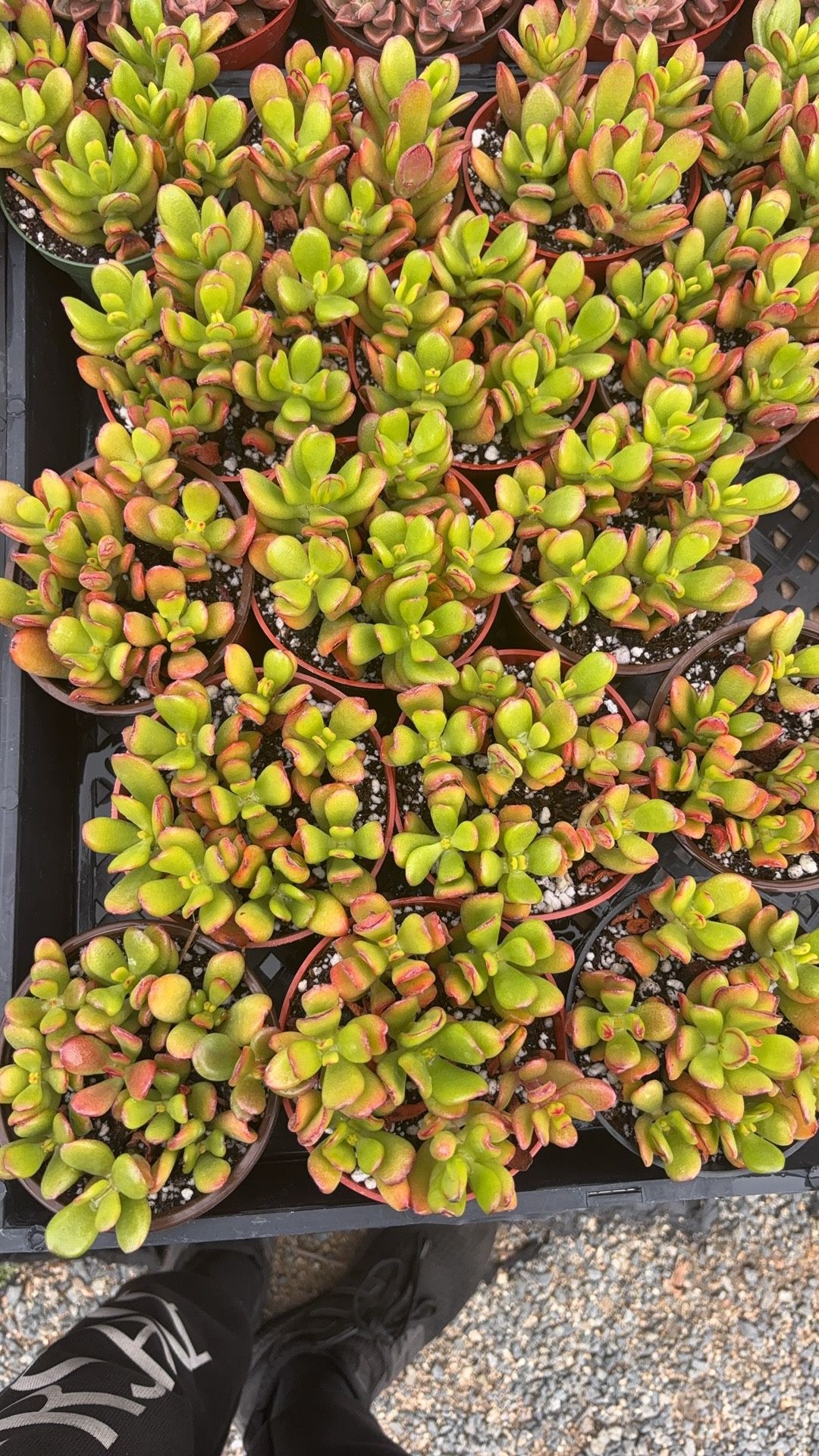 Succulent 3