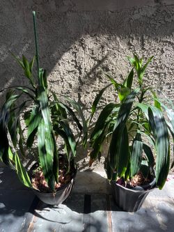 Full Grown Plants