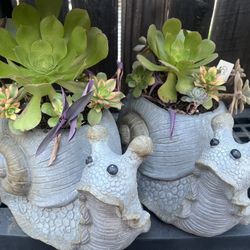 Snail Succulent Planters