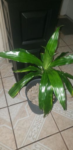 DRACAENA-PLANT