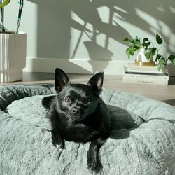 Dog Bed (New)