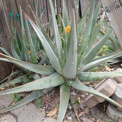 Large Aloe Vera Plants for Sale in Whittier, CA - OfferUp