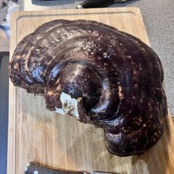 Freshly Picked Reishi Mushroom 