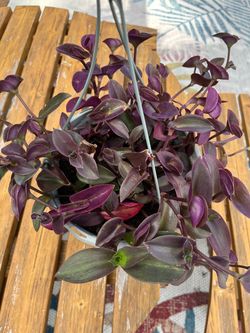 This beautiful hanging purple plant just for $15