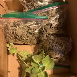 Oregano 