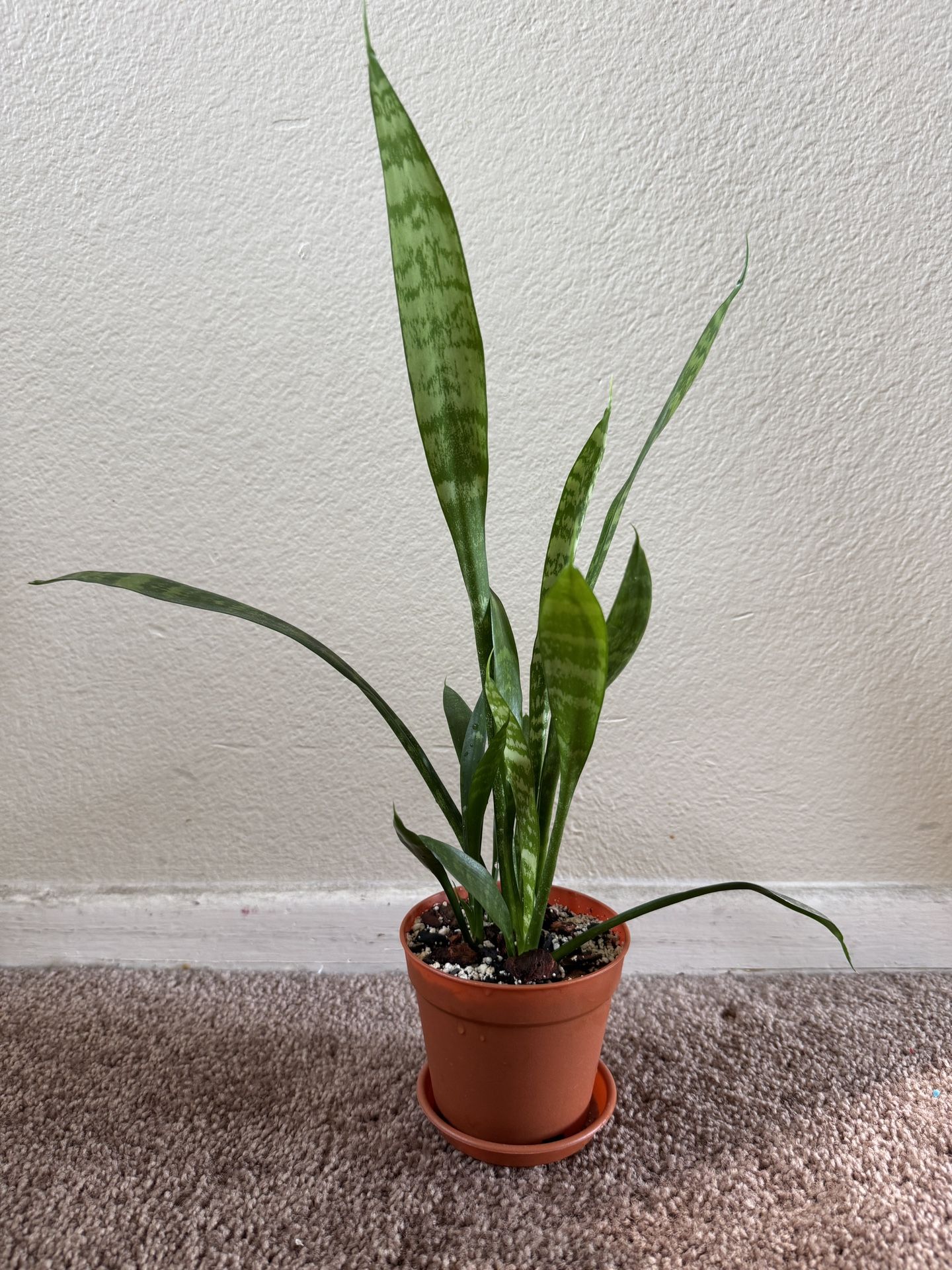 Snake Plant