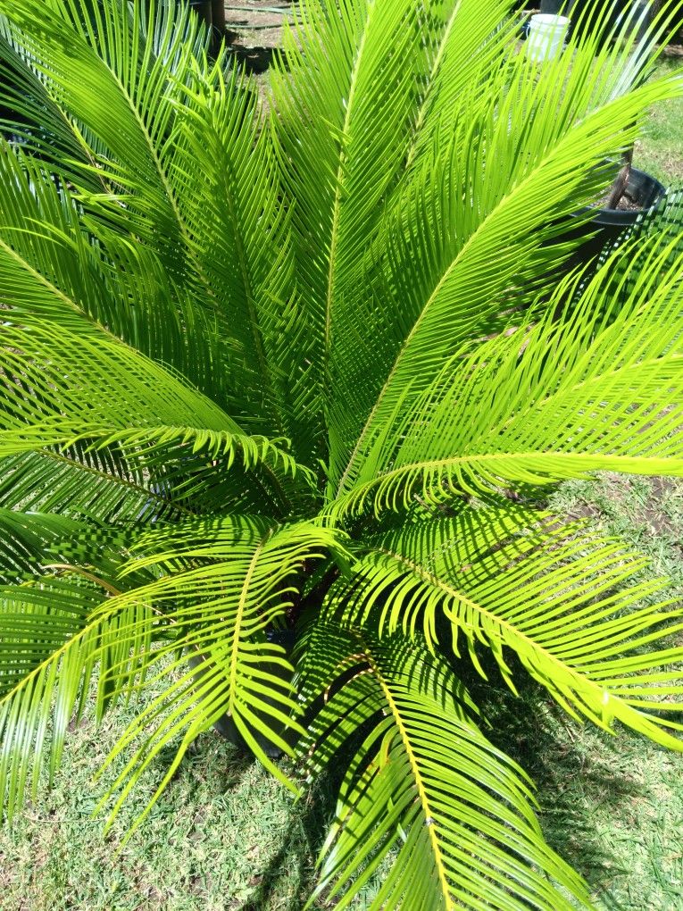 Sago Palms 🌴 For Sale $40 Dollars
