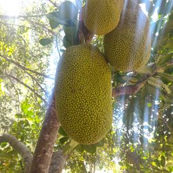 Fresh & HUGE Jackfruit 🍈😋
