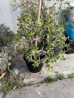 Jade tree
