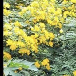 Beautiful Plants for Landscaping