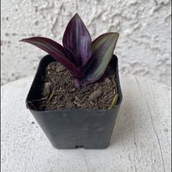 2 Inch Pot Succulent Plant - Tradescantia Zebrina Violet - Wandering Dude - Rooted & Established - Drought Resistant 🪴 Perfect Baby & Wedding Shower 