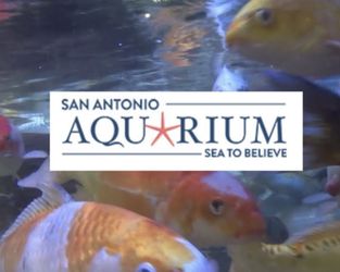 San antonio / Austin Aquarium Ticket