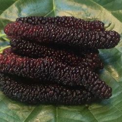 Organic mulberries $10 a lb