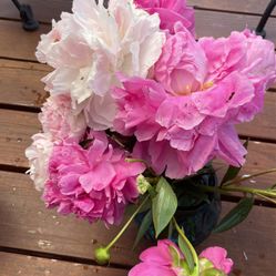 Peonies Flowers For Sale (cut)