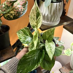Snow Queen Pothos 