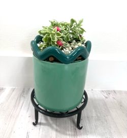 Baby rose plant for sale🪴please read description