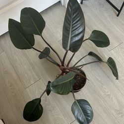 Philodendron 'Imperial Red' and 'Rojo Congo'