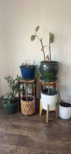 Plants