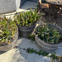 Half wine barrels with Aloe Plants