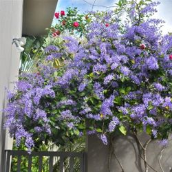LIVE PLANT 2-3 ft Petrea volubilis - purple wreath - queen's wreath - sandpaper vine - nilmani