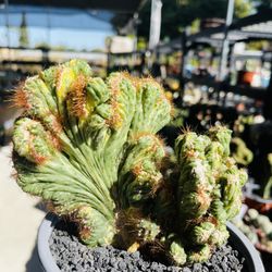 Myrtillocactus Creastata Variegated Cactus Imported