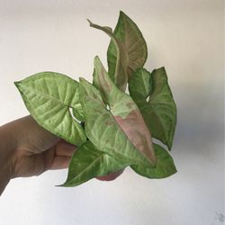 Beautiful Pink Confetti Syngonium Plant