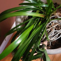 YEARLY FLOWERING ORCHIDS IN A LARGE 16" HEAVY PLASTIC POT