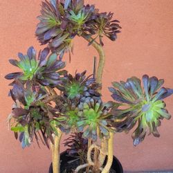 Suculent Plant