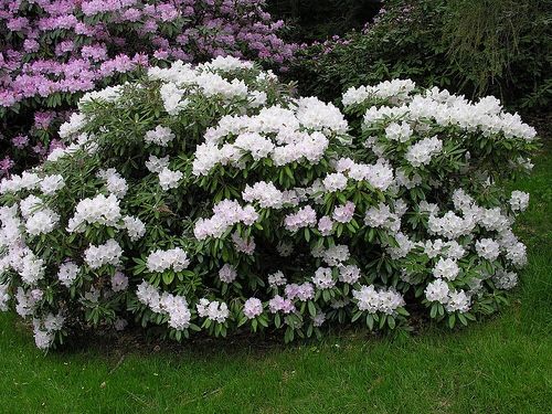 ‘Crete’ rhododendron shrubs