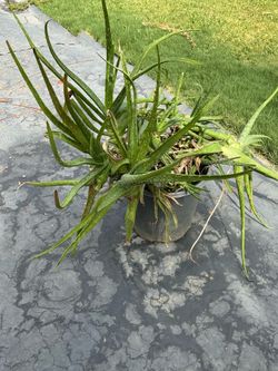 Aloe Vera plant