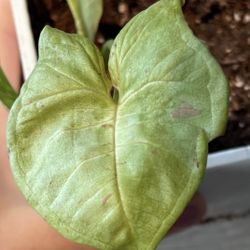 Singonium Milk confetti