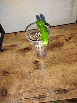 Alocasia boa