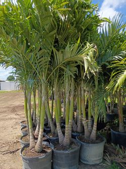 Christmas palms  double triple quadruple  over 8 feet tall insta privacy hedge for fence