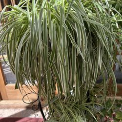 Spider Plant 