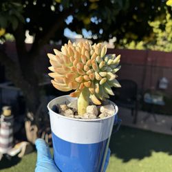Crested Succulent 