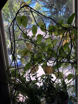 Pothos money plant