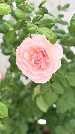 🌹 Princess Charles de Monaco Rose — 5 Gallon | $70