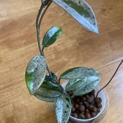 Hoya Wilber Graves China: Pending Pickup