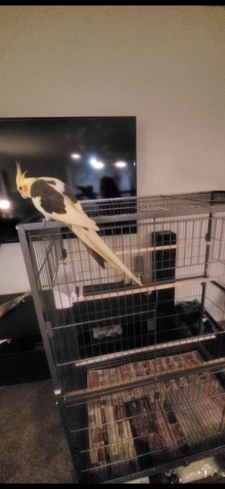Parrot Cage