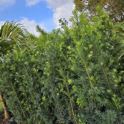 Podocarpus Over 6 + FeetTall Full Green  Fertilized  Ready For Planting Instant Privacy Hedge  Same Day Transportation 