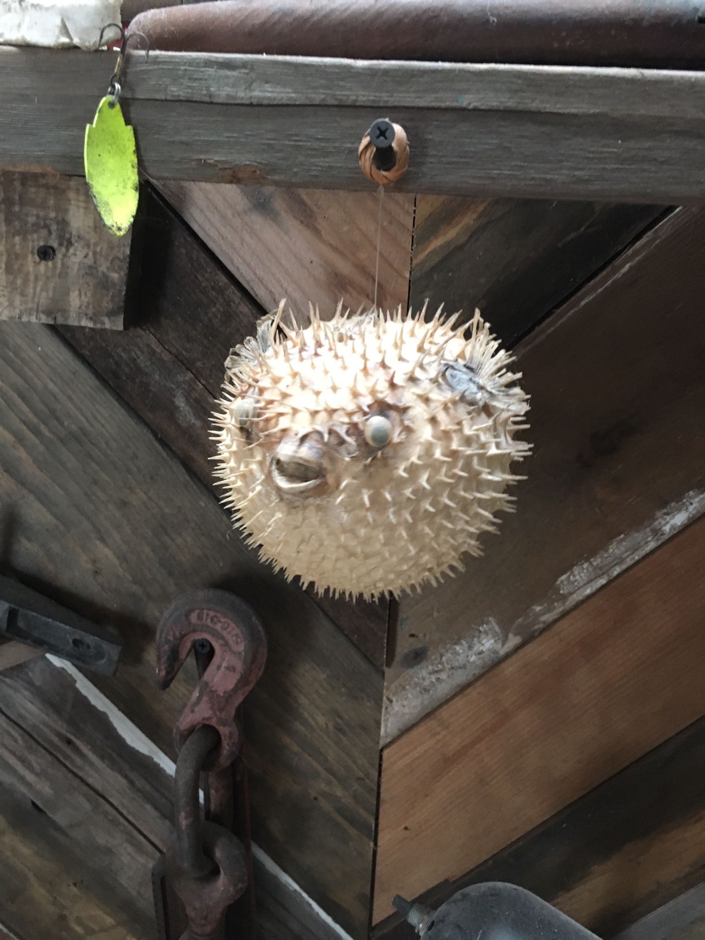 Real Blow fish Taxidermy