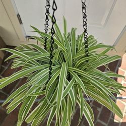 Spider Plant, Live Plant 