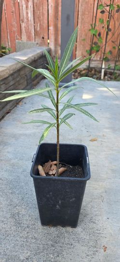 Dark pink oleander plant