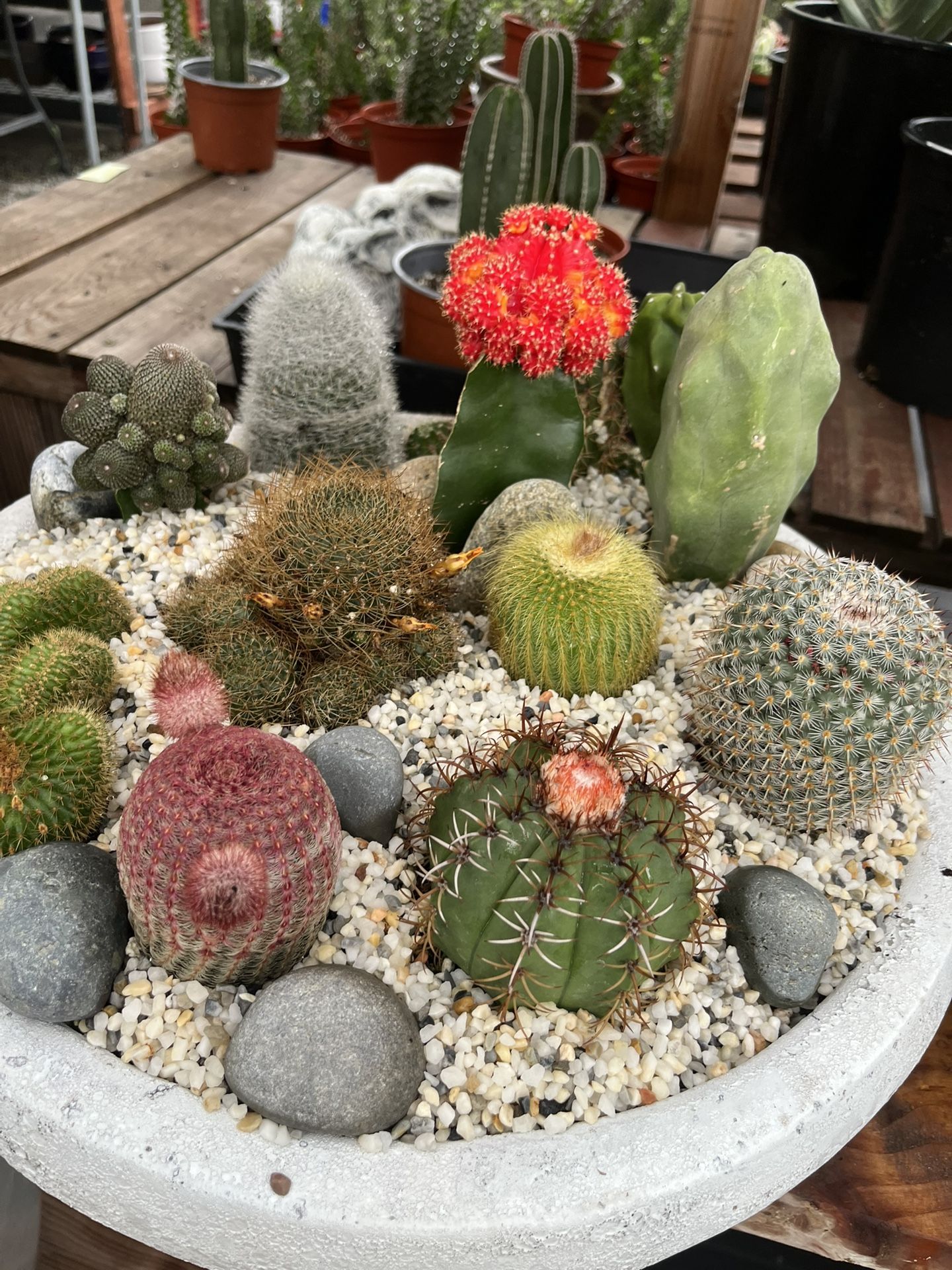 18” Shallow Heavy Ceramic Pot With Cactus $140