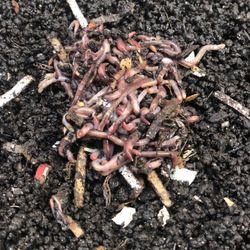 Live Composting Worms For Worm Farms, Worm Bin, Compost Etc…