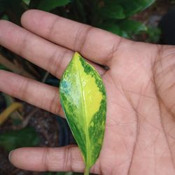 Variegated ZZ Plant (one 2 Inch Leaf) Read Description Below 