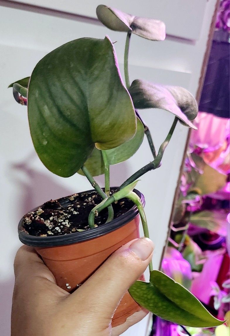 Jade Scindapsus Plant